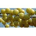 Creative Farmer Amla Tree Seeds : Amazon.in: Garden & Outdoors