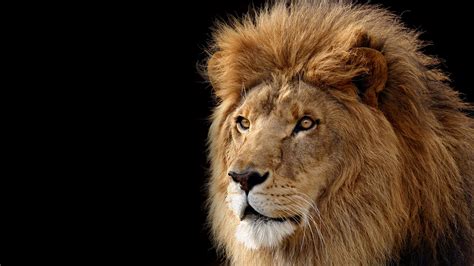 Mac Os X Lion Lion Black Background Stock - HD Wallpaper Download ...