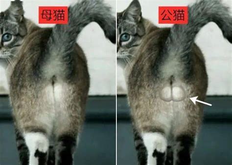 公猫和母猫区分图 教你一眼快速区分雌雄_猫猫百科_我要乐宠物网