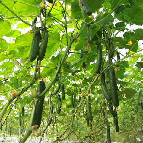 Japanese Cucumber Plant Japanese Cucumber Top Notch DC979 Jom Tanam