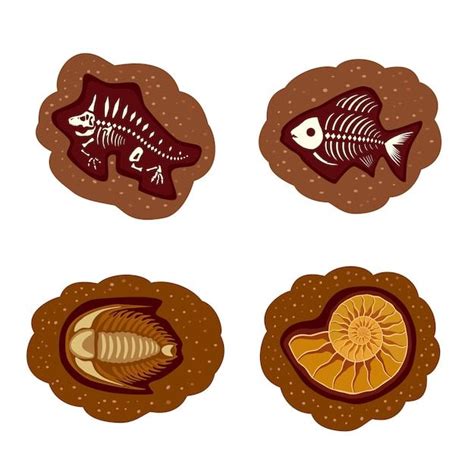 Premium Vector | Set of fossils Ammonite fish trilobite dinosaur Icon ...