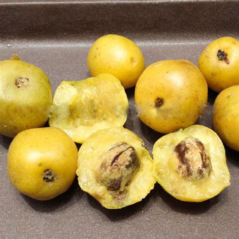 Desert Plum Live Plant (Cyrtocarpa edulis) – veliyathgardens