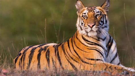 Tiger strikes again fearing people; kills calf in Vakery - KERALA ...