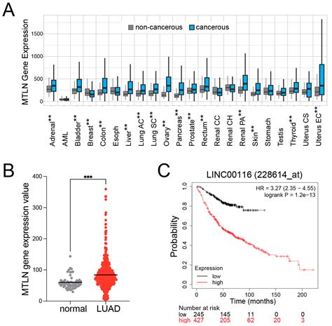Mitoregulin Promotes Cell Cycle Progression in Non-Small Cell Lung ...