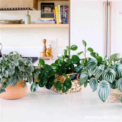 Peperomia Plant Care: Answers To Your Questions