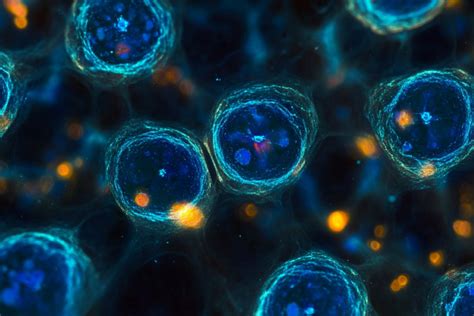 Stem Cell Process 的图像结果