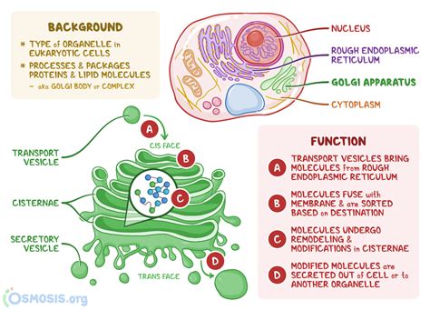 Golgi Apparatus Cell Golgi Apparatus