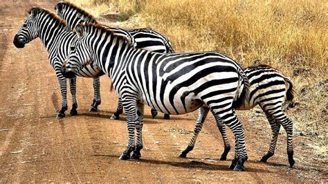 ¿Las cebras son blancas con rayas negras o negras con rayas blancas?