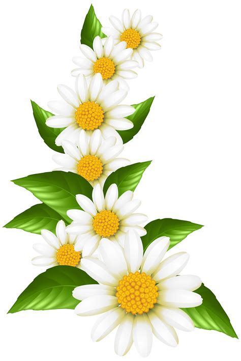 Colorful Daisies Clipart