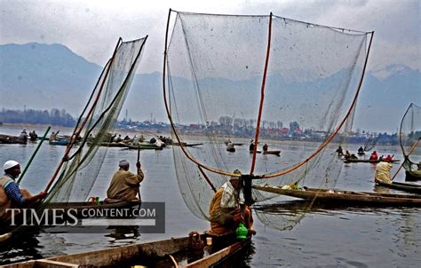 Anchar Lake Feature Photo Kashmiri fishermen busy in ca...