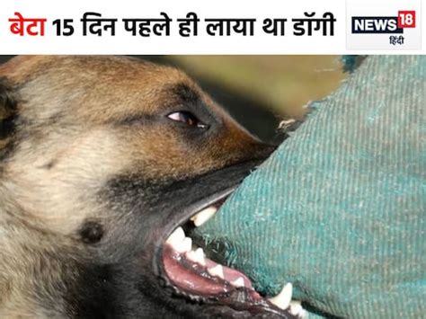 जर्मन शेफर्ड डॉग ने बुजुर्ग मालिक पर किया हमला, प्राइवेट पार्ट को काट ...