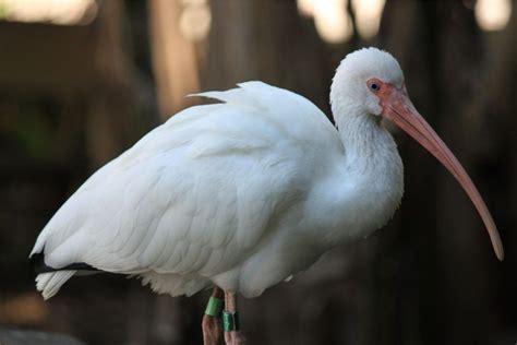 Wisdom 的图像结果