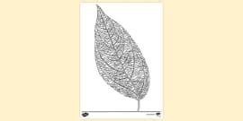 Leaf Joint Colouring | Colouring Sheets (teacher made)