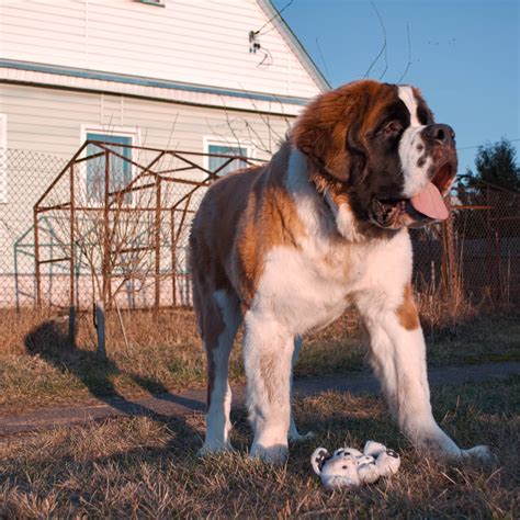 What Size Is Considered A Giant Dog at Mackenzie Mathy blog
