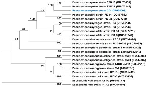 Biocontrol Efficacy of Endophyte Pseudomonas poae to Alleviate Fusarium ...