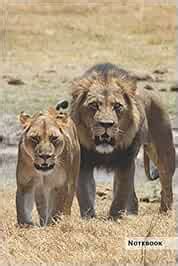 Lion Notebook: Unique Lion Journal, Notebook for animal and big cats ...