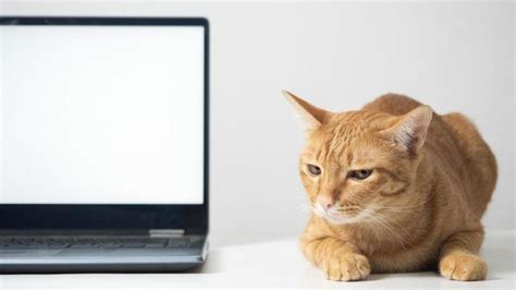 Image result for Computer Mouse Pointer Cat
