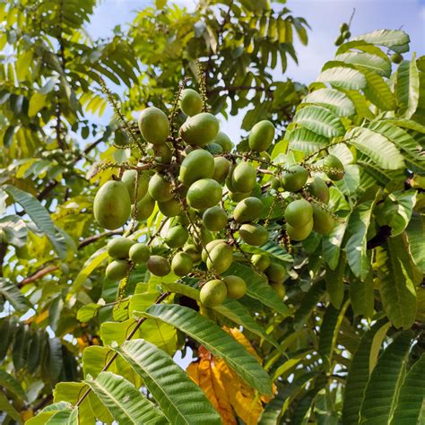 Matoa - Red Matoa - Pometia pinnata Fruit Plant – M-Tech Gardens