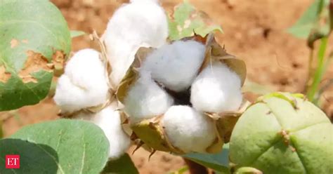 Swelling input costs push Telangana and AP cotton farmers to ...