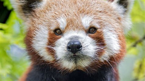 Download wallpaper 1600x900 red panda, panda, muzzle, animal widescreen ...