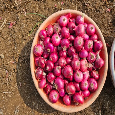 Buy Sagar Kanishk F1 Hybrid Onion Seeds — High Yield & Kharif Variety ...