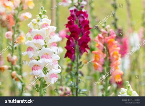8,107 Pink Snapdragon Flower Images, Stock Photos & Vectors | Shutterstock