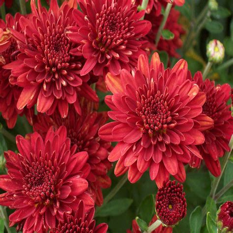 Chrysanthemum Red - SEASONALS — Saharanpur Nursery