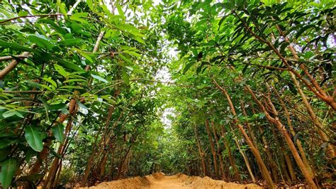 Odisha's Forest Cover Increases By 537.44 Sq Km In Two Years
