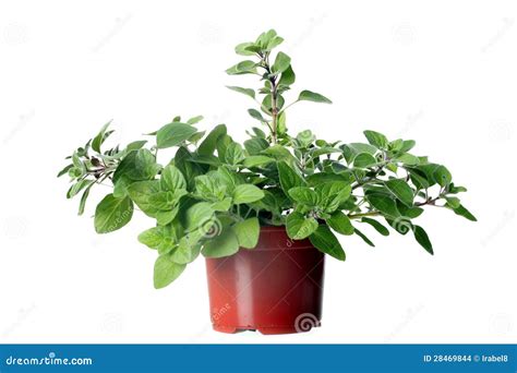 Oregano Herb Plant Royalty-Free Stock Image | CartoonDealer.com #19030210