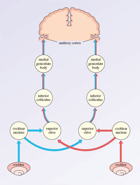 Visual and Auditory Pathways 的图像结果