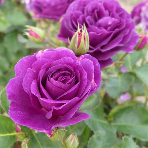 Image result for Flower Digram Using Turtle Python