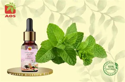 Menthol & Mint Oil: Premium Quality for Pharma, Food, and Cosmetics