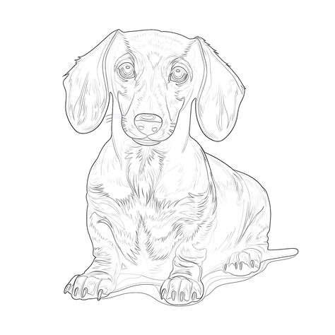 Weenie Dog Coloring Sheets Dachshund Coloring Page : R/Dachshund