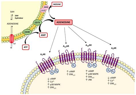 The Adenosine System at the Crossroads of Intestinal Inflammation and ...