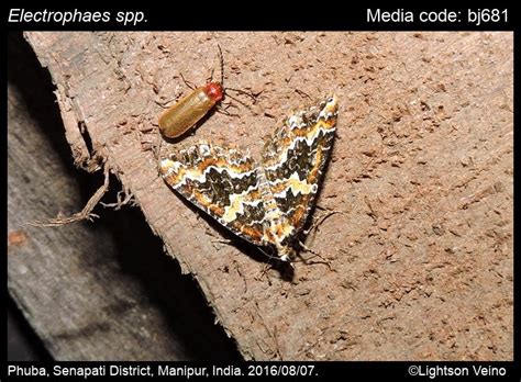Electrophaes spp. Prout, 1923 - | Moths