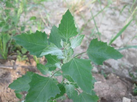 Wild Edible Texas: Wild Spinach + Purslane