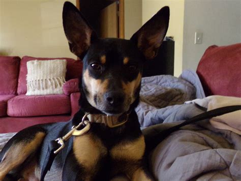 The Decker Rat Terrier