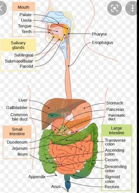 define digestive system? - Brainly.in