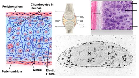 Elastic Cartilage Function Exercise 7: Cartilage