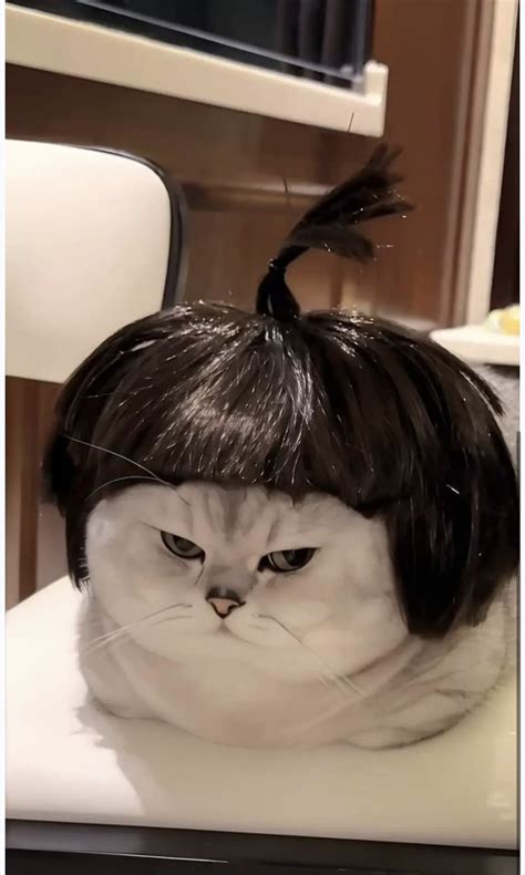 Pin by Kimberly Jo Graue on Cute things | Funny cats, Cat memes, Cute cat