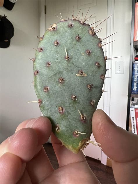 Repotting Opuntia 的图像结果
