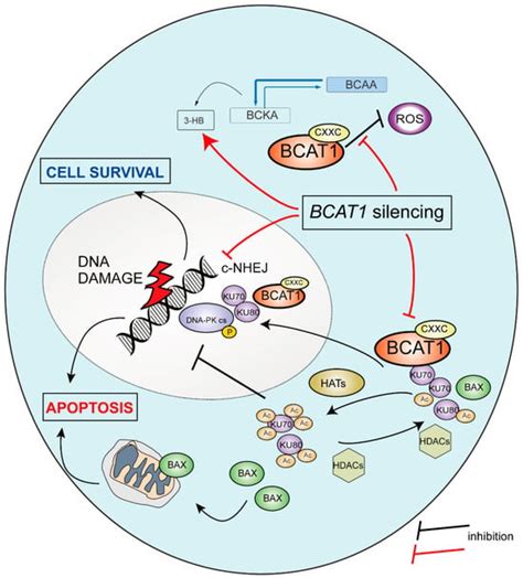 BCAT1 Associates with DNA Repair Proteins KU70 and KU80 and Contributes ...