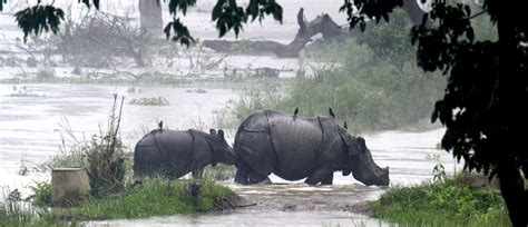 Rhinos at Risk: Assam’s Pobitora Sanctuary Battles Devastating Floods