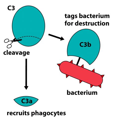Image result for Innate Immunity Complement