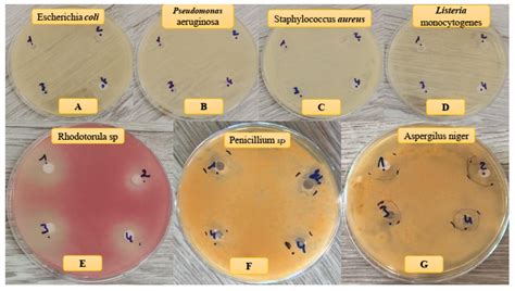 Cheminformatics-Based Design and Synthesis of Hydroxyapatite/Collagen ...
