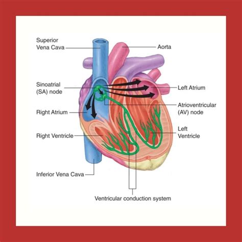 A diagram showing the conduction system of the heart. The system is a ...