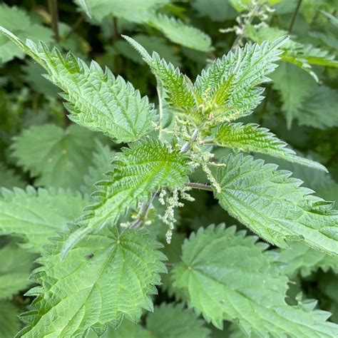 Stinging Nettles Plant