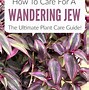Image result for Purple Wandering Jew House Plant