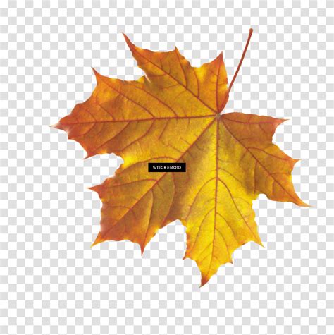 Download Hd Fall Leaves Image Autumn Leaves Clip Art Autumn Leaves Clip ...