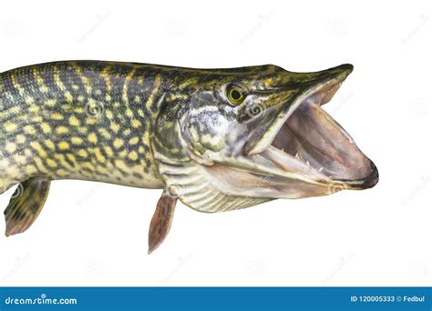 Northern Pike Teeth